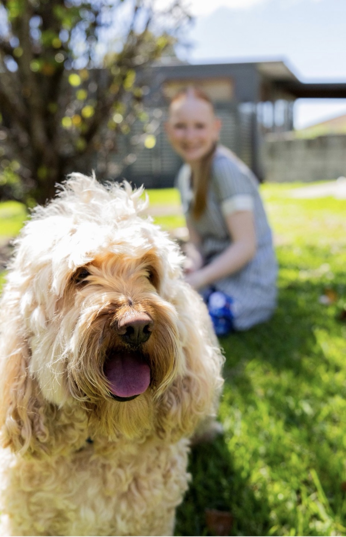 A dog in the foreground with a student sitting on the College grounds behind